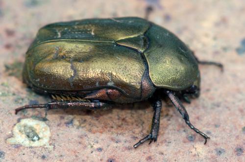 Réf. 251 351 : Potosia cuprea